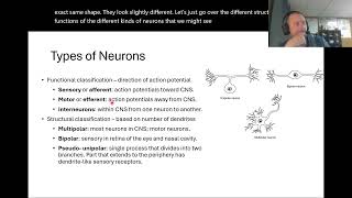 Neuron Structure and Function Explained (Ch12 Part 1) Neuron Structure And Function Level 2 Intermediate