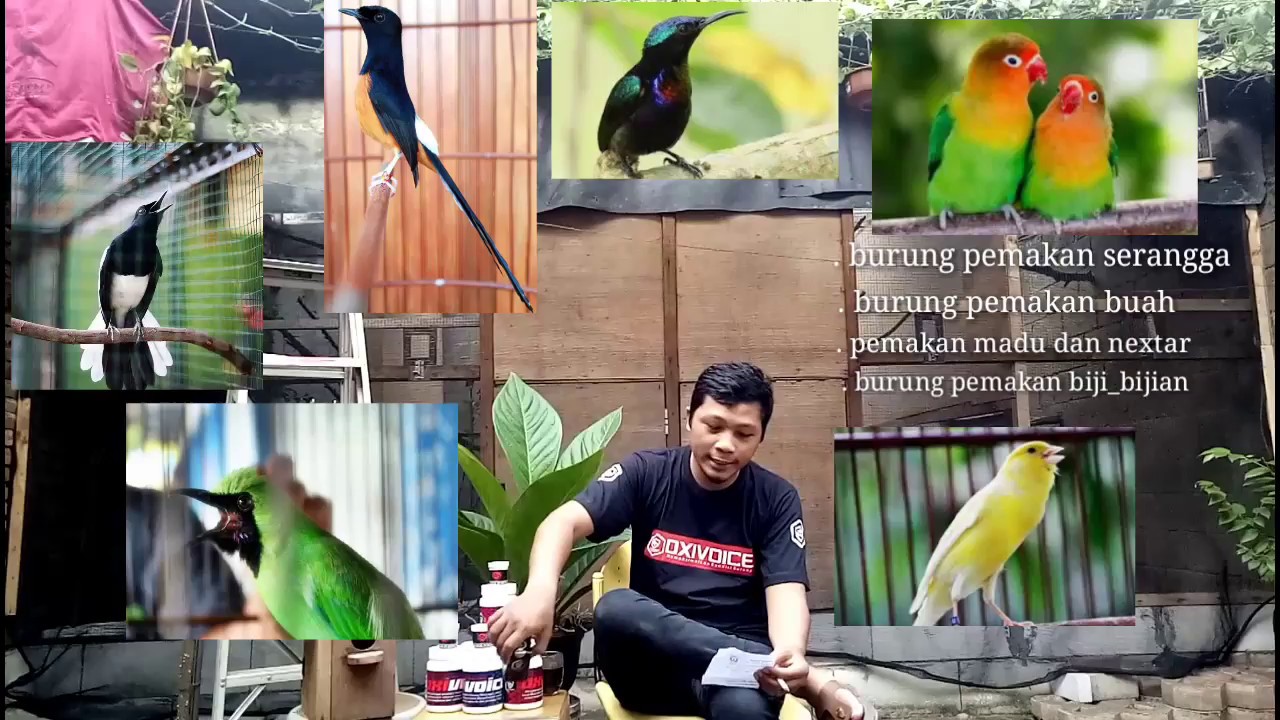 Oxi voice dan Oxi breeding #vitamin burung serak dan #vitamin khusus