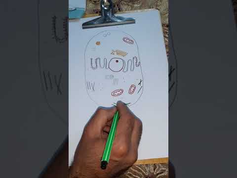 رسم الخلية الحيوانية