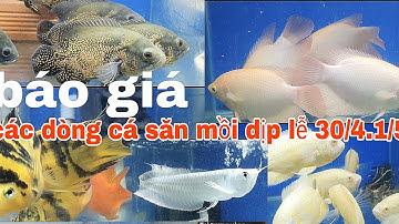TỔNG HỢP BÁO GIÁ CÁC DÒNG CÁ SĂN MỒI. DỊP LỄ 30/4 .1/5@CakiengVn