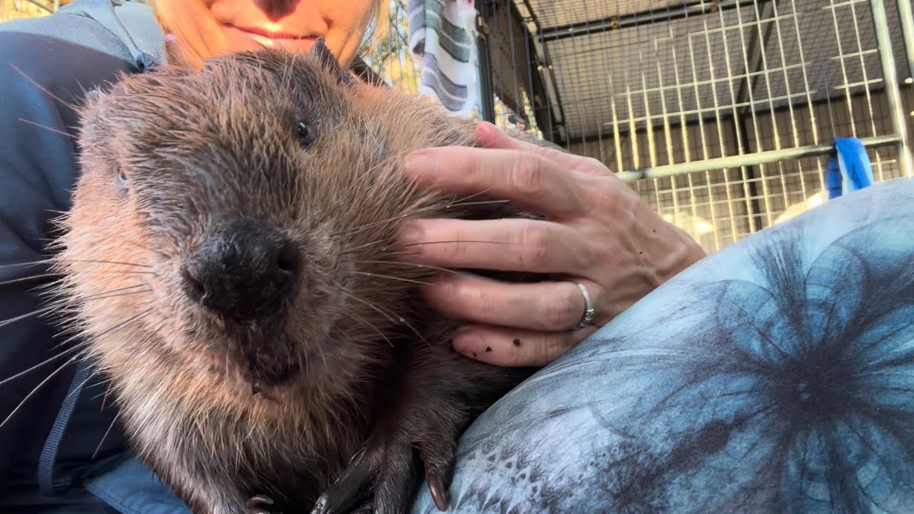 Snuggles and silliness with the beavers 
