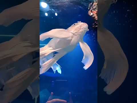Axolotl: The Regeneration