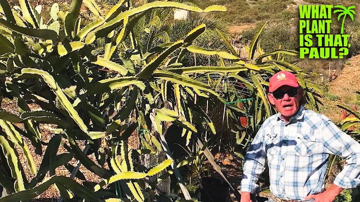 DRAGON FRUIT FARM TOUR with Expert Grower DANNY / Sugar Dragon, K, Pride of Fallbrook and More