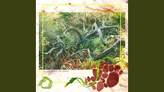 Dark Morph Redtail Net Worth