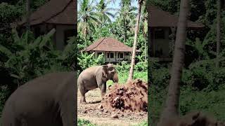 elephant attack tree
