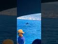 🇲🇽 BALLENA EN LA BAHÍA DE ACAPULCO#vacaciones#turismo#visitantes#ballenasjorobadas#ballena#bahia#mar