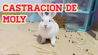 CASTRACION DE MI CONEJITA by Vida de un conejo 2,248 views 4 months ago 6 minutes, 20 seconds