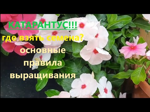 Катарантус. Где взять семена? Правила посева и выращивание ...