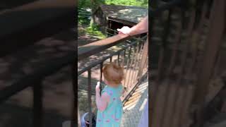 Frimley Lodge Park Railway