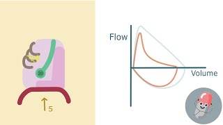 Explaining the Spirmetry Curve