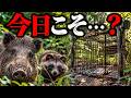 【狩猟】罠を見回りに行った結果…【イノシシのくくり罠猟】