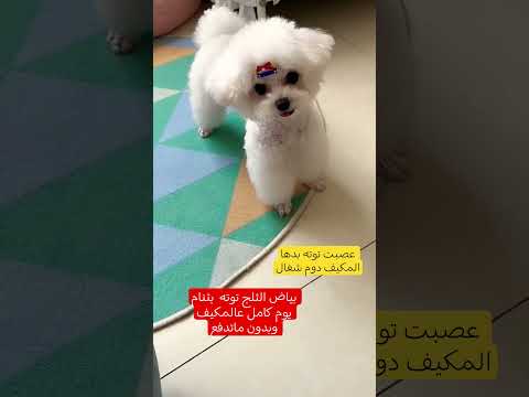 بياض الثلج توته النهار كله بتنامه تحت المكيف وبدون ماتدفع اي شي