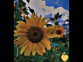 lovely Sun flower's 😚