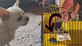 What will be the reaction of the dog if you put the sausage in the cage to the hamster?🐹