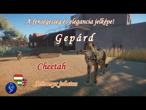 A gepárdok visszatértek Indiába, de miért halnak meg folyton?