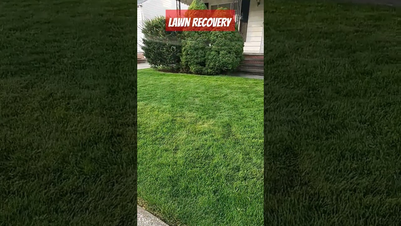LAWN RECOVERY
