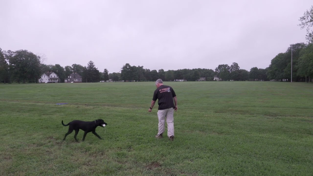 Retriever Training in Action: Obedience, Directional Cues & Y-Drill with Young Dog Boone