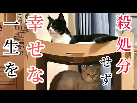 猫田さん 猫多頭飼いの日常 - YouTube