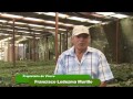 Plantas Ornamentales