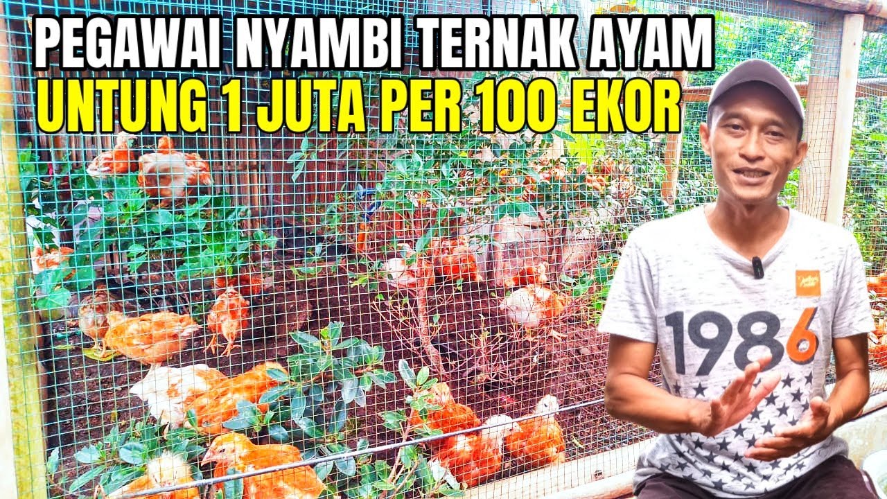 Siapa Sangka, Cuma Modal 2 Juta Bisa Untung Jutaan Dari Ternak Ayam Di Belakang Rumah