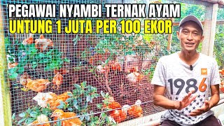 Download Lagu Siapa Sangka, Cuma Modal 2 Juta Bisa Untung Jutaan Dari Ternak Ayam Di Belakang Rumah MP3
