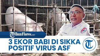 16 Ekor Babi di Sikka Mati, Kadis Pertanian Sikka Sebut 3 Ekor Babi Positif ASF