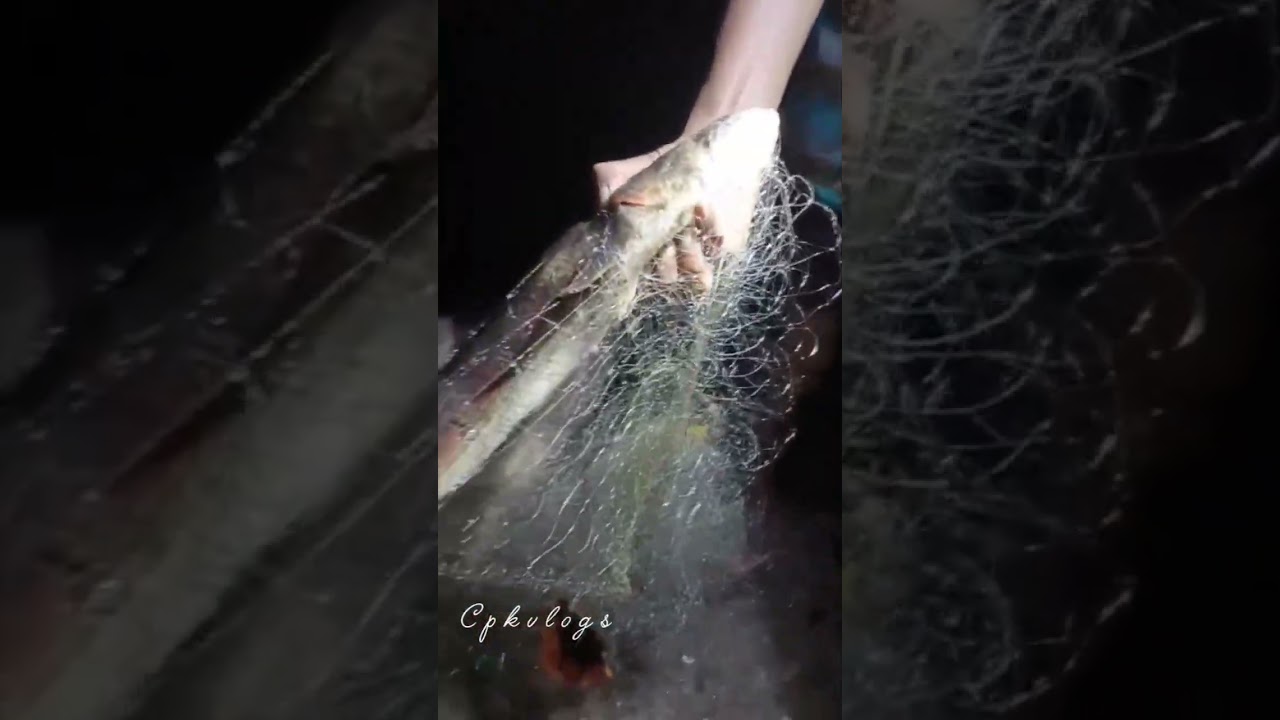 fishing 🎣 #fishing #viral