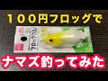 【ナマズ】100円フロッグでナマズ釣ってみた の動画、YouTube動画。