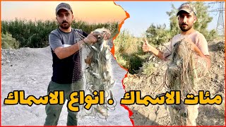 صيد مئات الاسماك | طريقة غريبة لصيد السمك 😱 |Hunting in Iraq