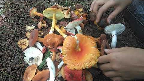 Nhận dạng các loại nấm rừng ăn được P2 | mushroom in forest