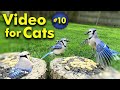 Tv for cats  backyard bird and squirrel watching  10