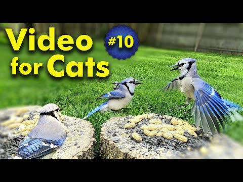 видео: TV for Cats | Backyard Bird and Squirrel Watching | Video 10