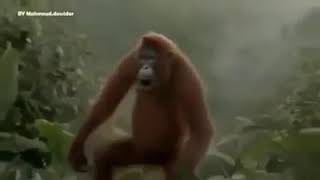 Arapça Şarkı Eşliyinde Dans Eden Goril