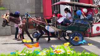 NAIK KUDA | KUDA DELMAN | KUDA RENGGONG | DANCING HORSE | HORSE SO CUTE | LAGU NAIK DELMAN ISTIMEWA