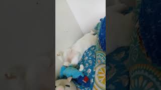 Cay Snoozes Like An Upside Down Bunny Rabbit 24