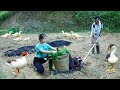 Father and son grow sweet potatoes, improve land to grow vegetables, build wooden house 2023, LTtivi