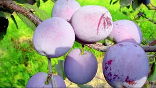 Prácticas y conocimientos relacionados con la preparación y el uso del aguardiente tradicional de ciruelas (šljivovica)