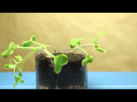 Final Time Lapse
