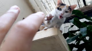 The cats welcome me home. Cat claws Dance by Oops Meow 745 views 1 year ago 1 minute, 16 seconds