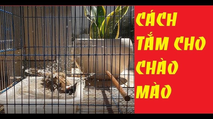 Cách Tắm Cho Chào Mào Toàn Tập ( Tắm Nước - Tắm Nắng ) - YouTube