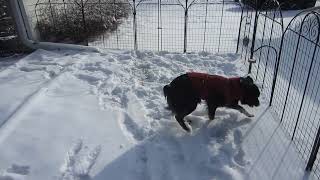 1 Year Old Aussie Playing In The Snow. Part 1