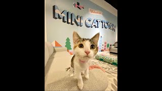 Mini Cat Town 2024
