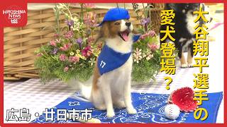 大谷翔平選手の愛犬『デコピン』も登場 「ワンちゃんと猫ちゃんの