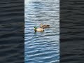 Geese: Nature’s Pair #america #newjersey #edison #geese #nature #travel #shorts