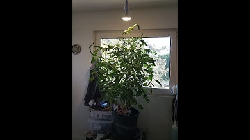 Smart Wifi E27/E26 Light Socket, AICase [2 Pack]Intelligent Wlan Home Remote control Light La Review