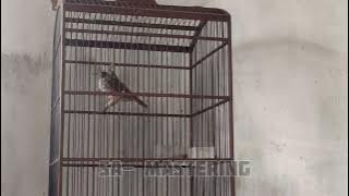 Suara kapas tembak Full brebet RACING❗