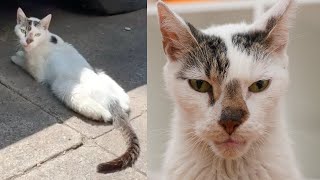 Helping a senior cat we found outside (fospice) by Flatbush Cats 122,733 views 10 months ago 6 minutes, 25 seconds