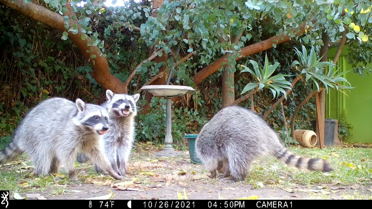 Raccoon babies come out early.October 27th 2021.