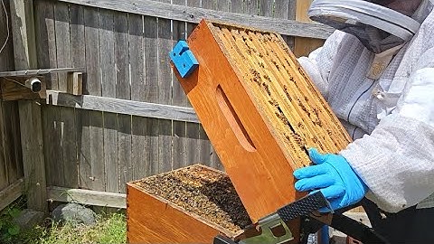 Inspection Using Flow Hive Lifter  (2025.05.05)