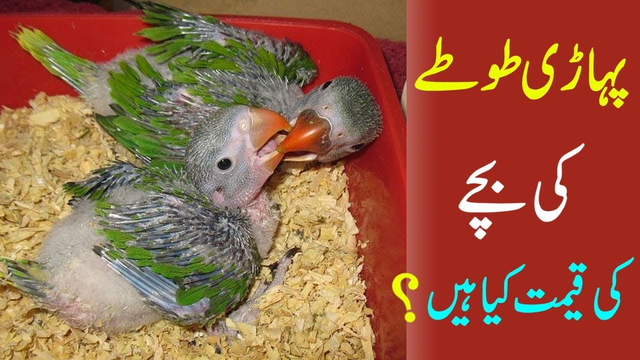 Pahari Tota Ka Bacha Alexandrine Parrot Baby Parrots Chicks 2018